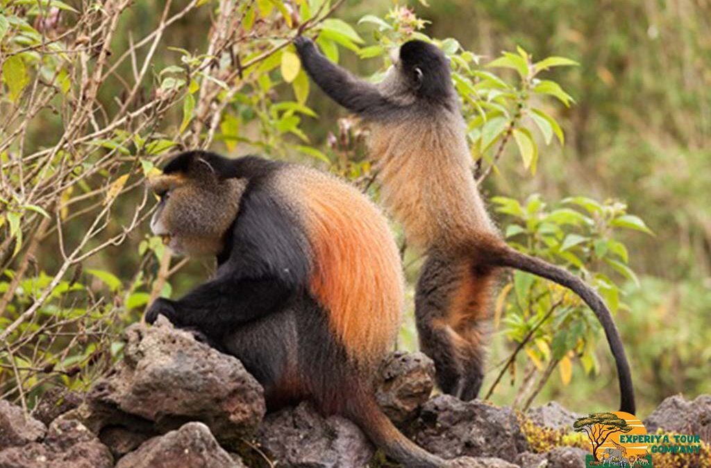 2-Day Golden Monkey Trekking Adventure from Kigali to Volcanoes National Park