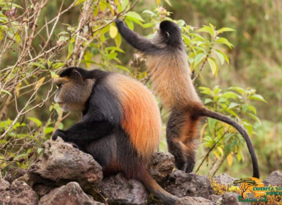 2-Day Golden Monkey Trekking Adventure from Kigali to Volcanoes National Park