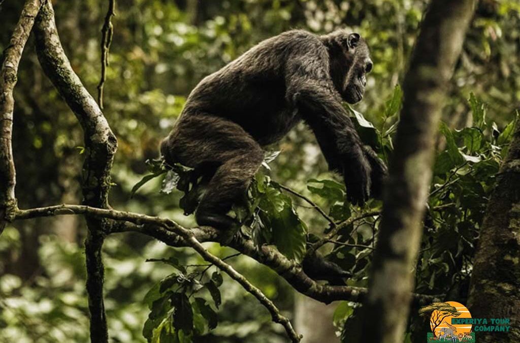 2 Days Nyungwe National Park Safari