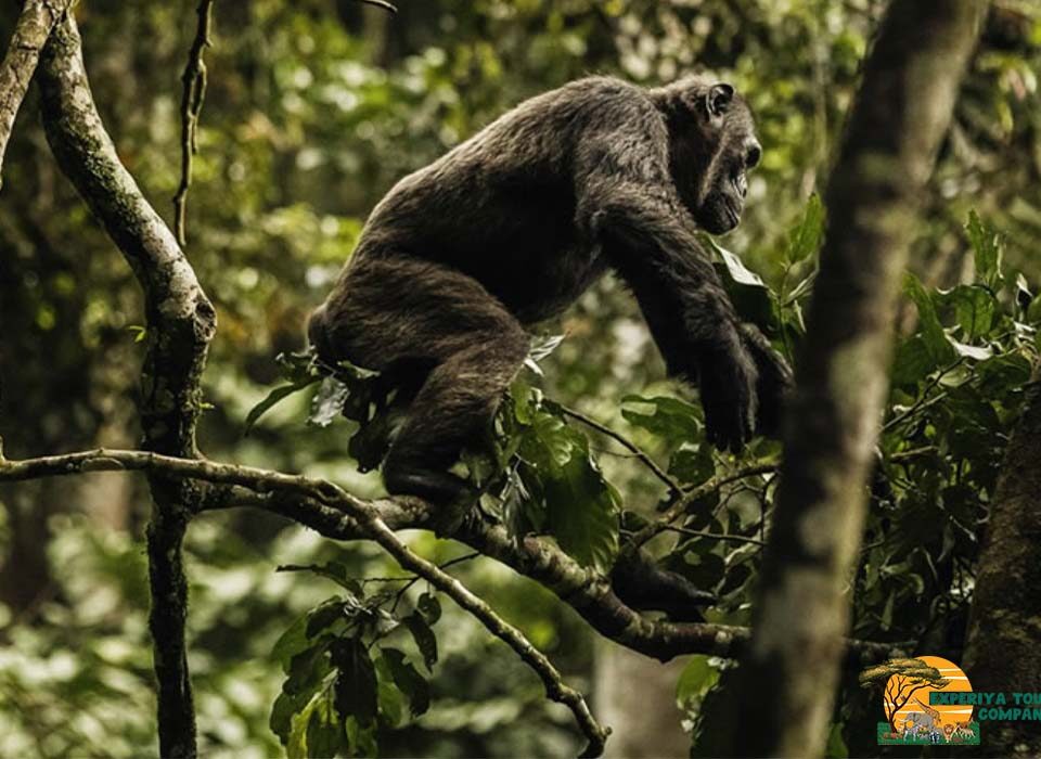 2 Days Nyungwe National Park Safari