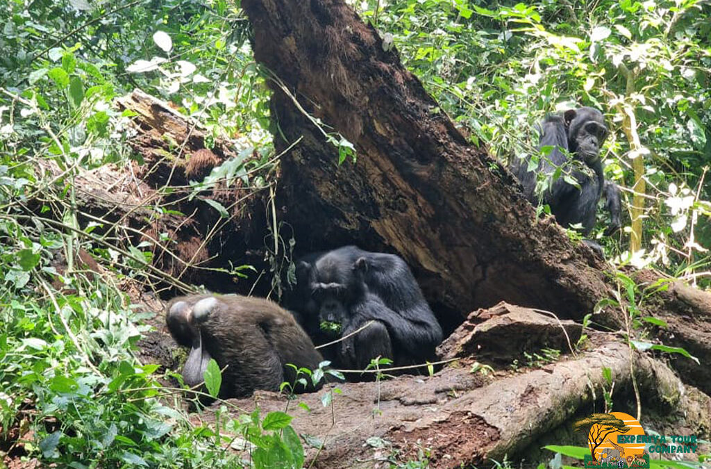 3 Days Rwanda Gorilla Safari