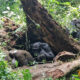 3 Days Rwanda Gorilla Safari