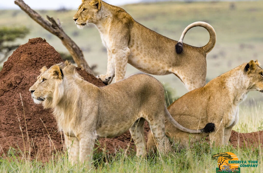 3 Days Kenya Masai Mara Safari