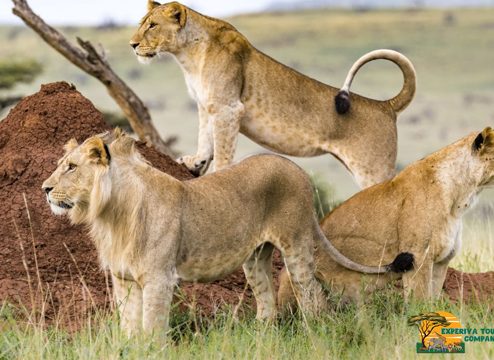 3 Days Kenya Masai Mara Safari