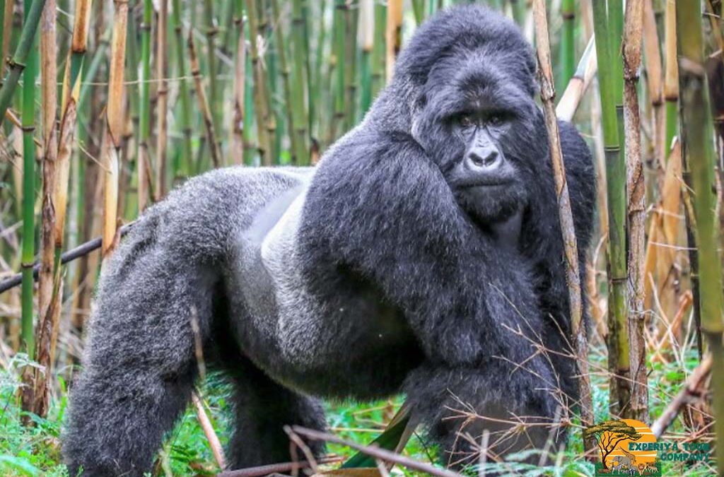 3-Days Rwanda Gorilla & Golden Monkey Tour