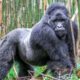 3-Days Rwanda Gorilla & Golden Monkey Tour