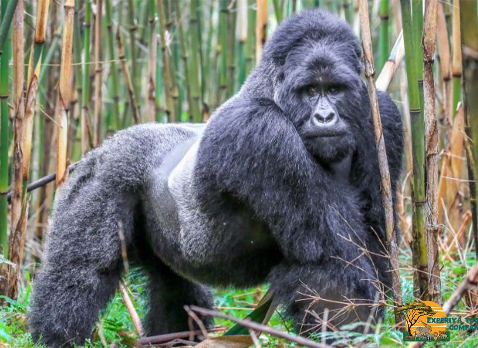 3-Days Rwanda Gorilla & Golden Monkey Tour