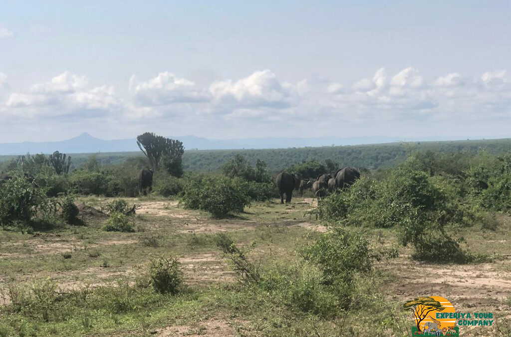 5-Day Uganda Primates Safari