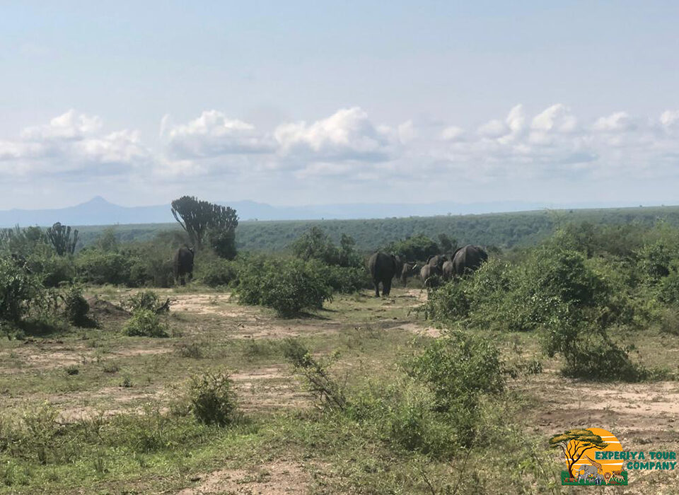 5-Day Uganda Primates Safari