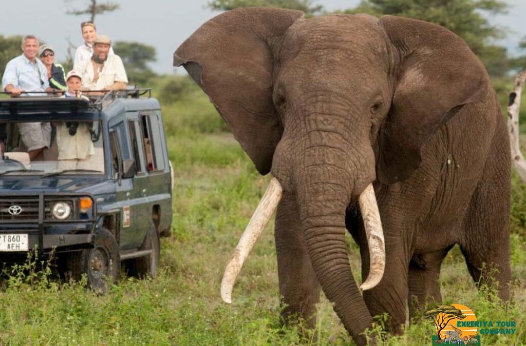 5 Days Murchison Falls and Queen Elizabeth National Park Safari