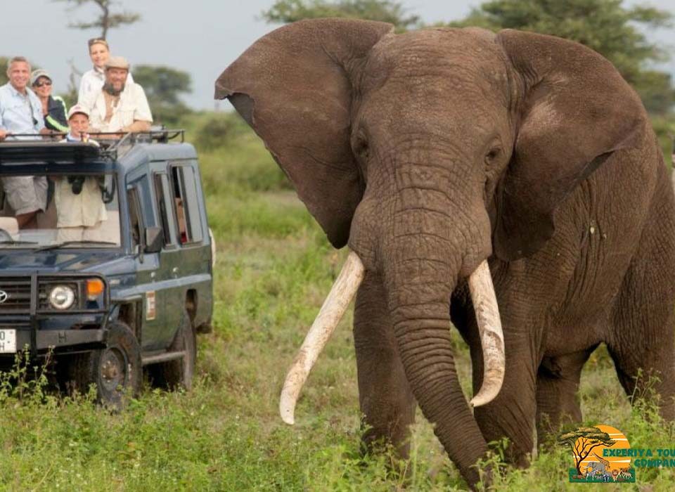 5 Days Murchison Falls and Queen Elizabeth National Park Safari