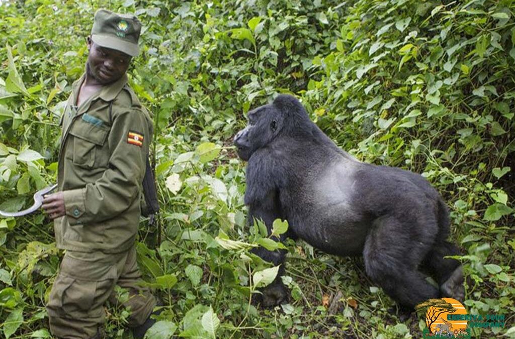 6-Day Tour to Bwindi Impenetrable National Park