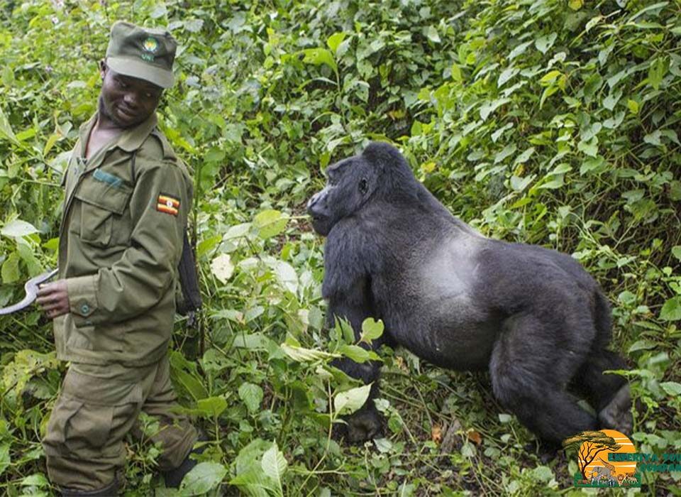 6-Day Tour to Bwindi Impenetrable National Park