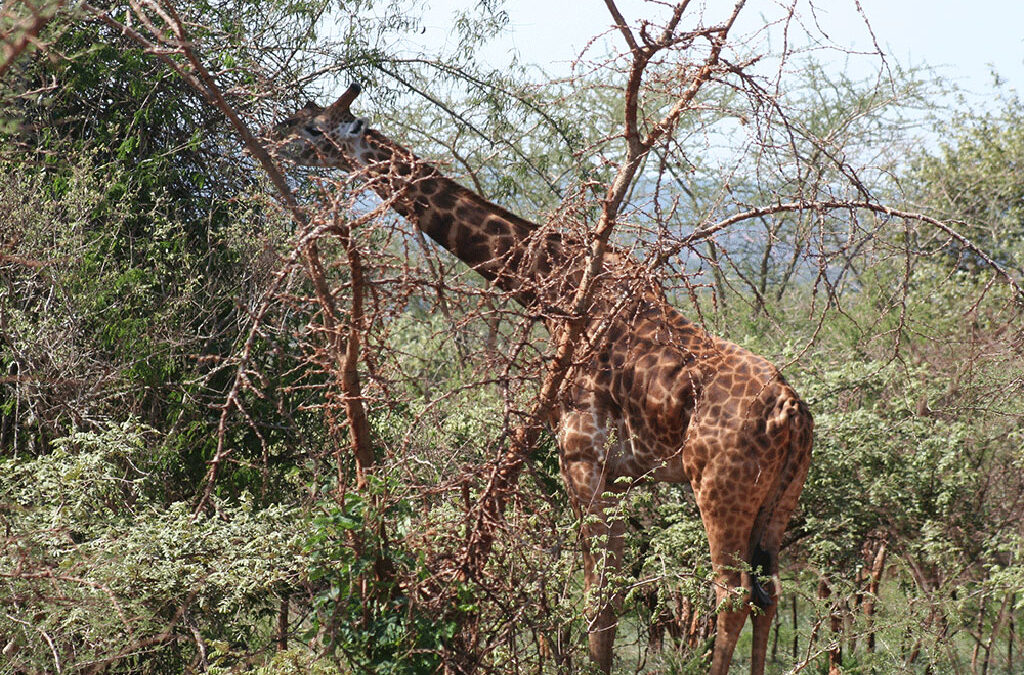 Akagera vs Queen Elizabeth National Park