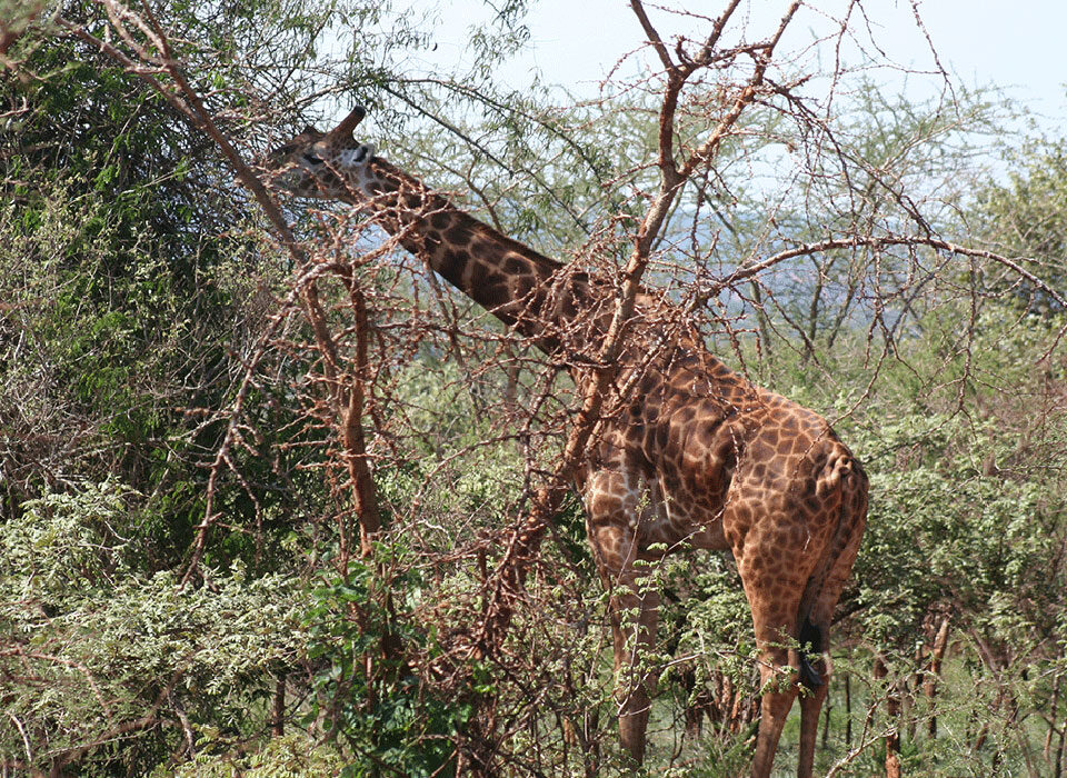 Akagera vs Queen Elizabeth National Park
