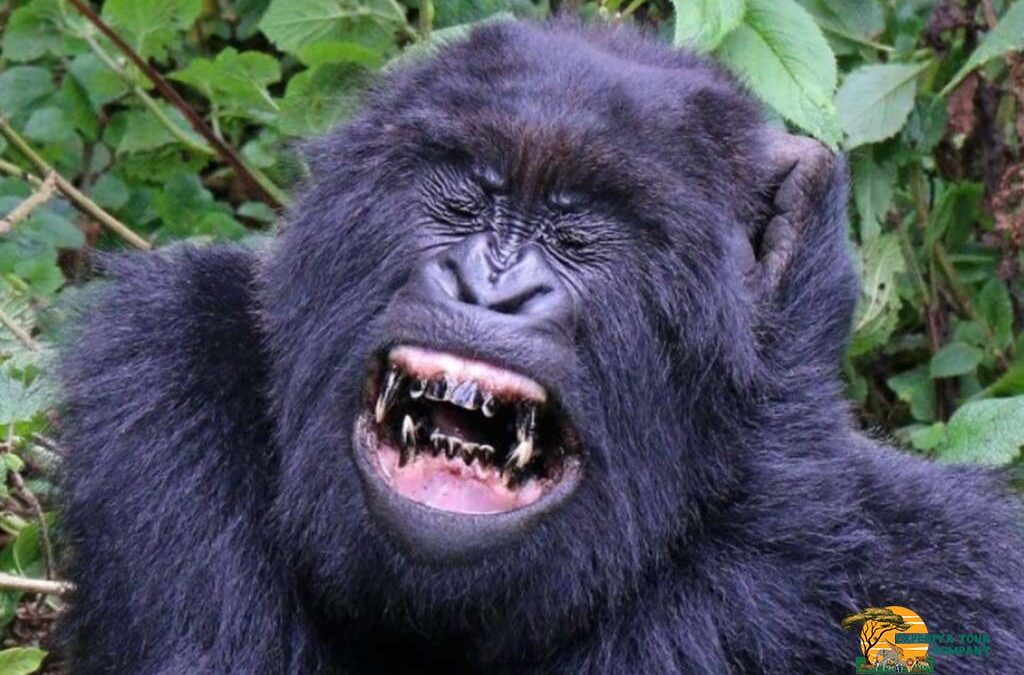 Are Mountain Gorillas Becoming Extinct?