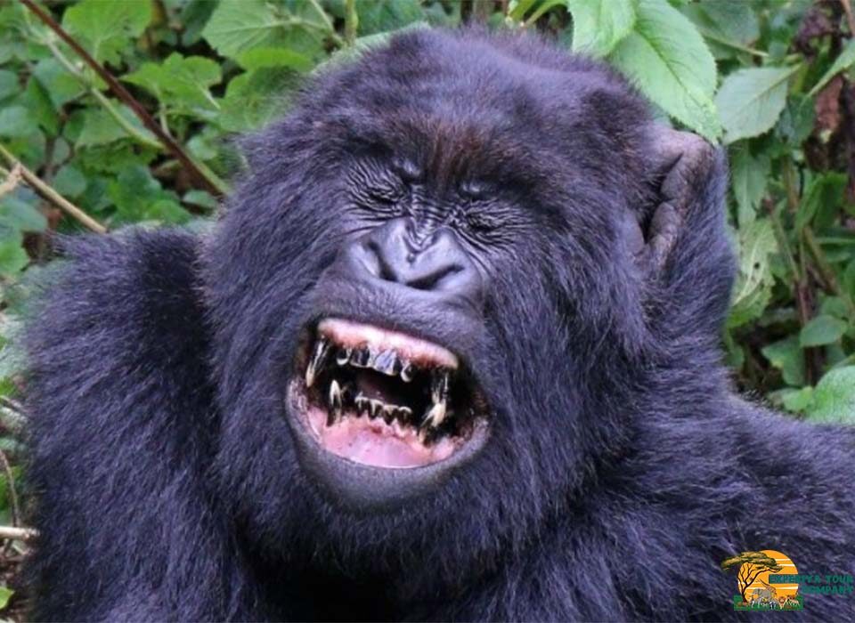 Are Mountain Gorillas Becoming Extinct?