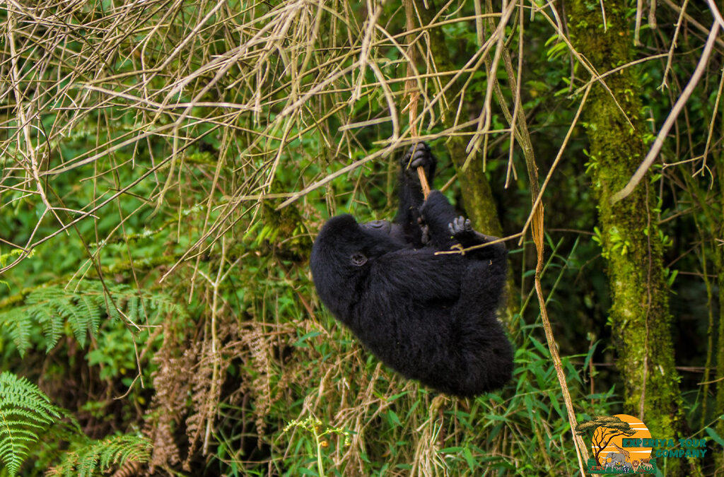 Interesting Facts About Baby Gorillas