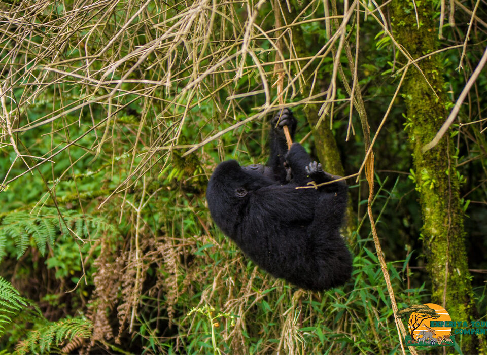 Interesting Facts About Baby Gorillas