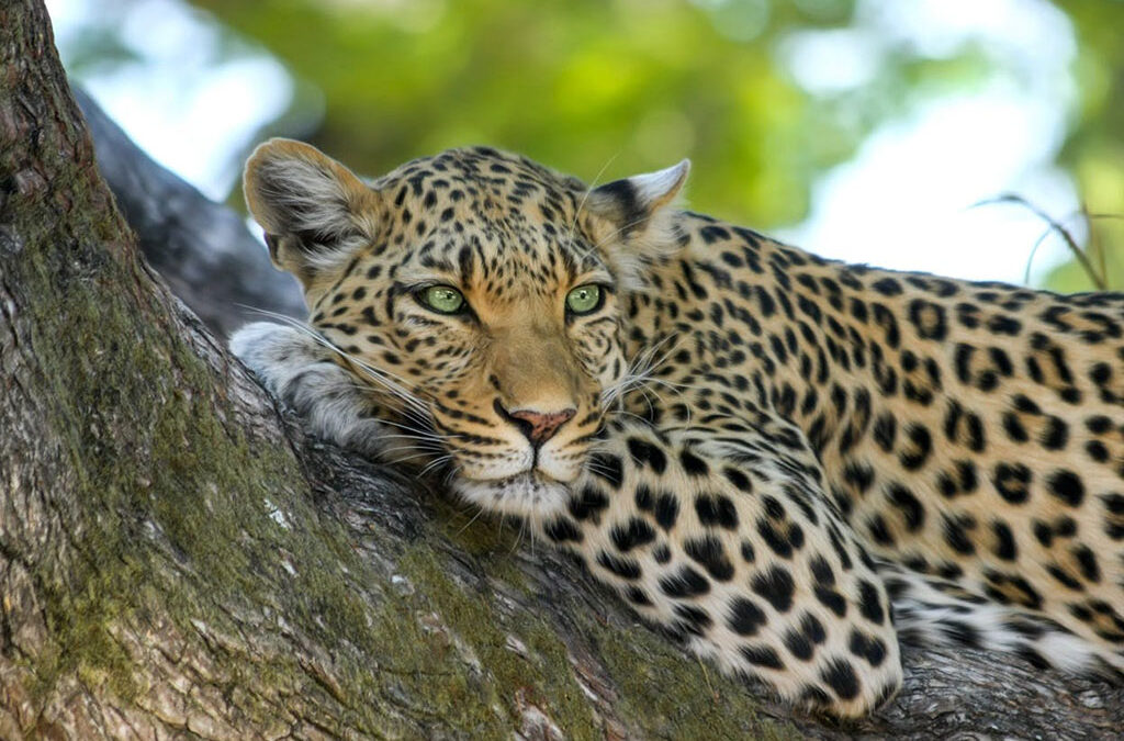 photography-focused safari in Uganda