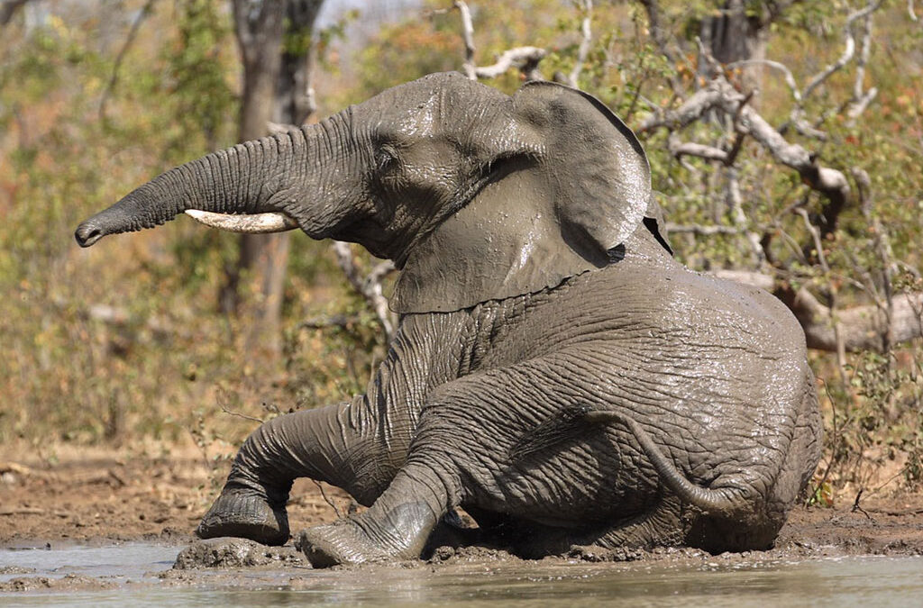 Best family safari experiences