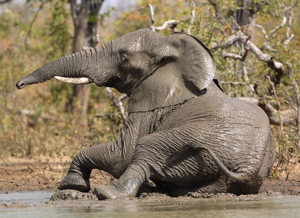 Best family safari experiences