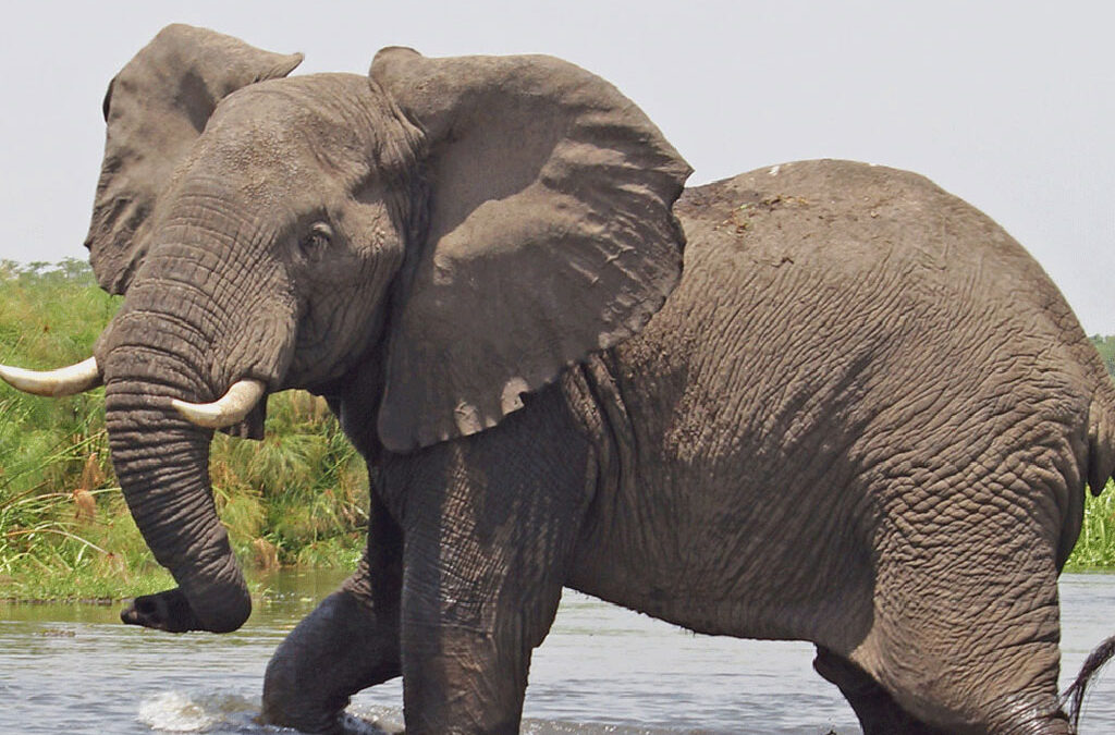 combine gorilla trekking with a Big Five safari