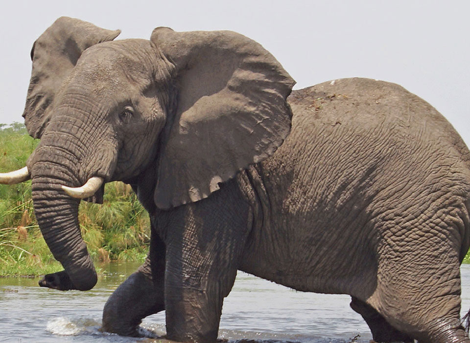 combine gorilla trekking with a Big Five safari