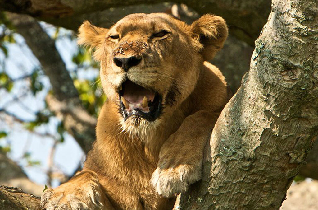 Big cat photography safaris in Uganda