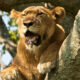 Big cat photography safaris in Uganda