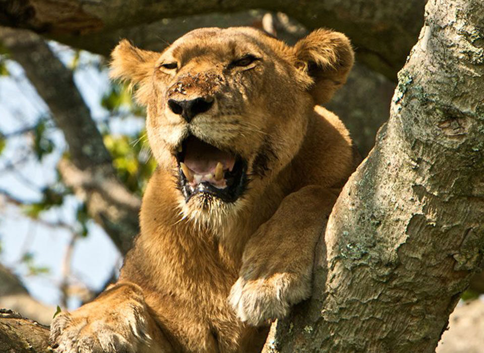 Big cat photography safaris in Uganda