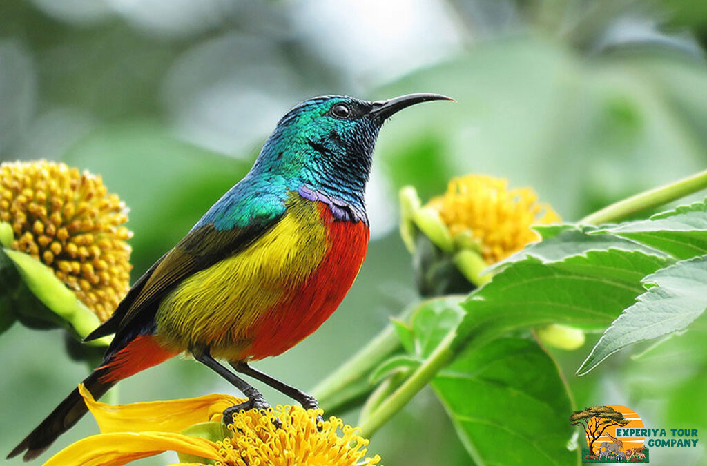 Exploring the Karamba Birding Trail in Nyungwe Forest, Rwanda