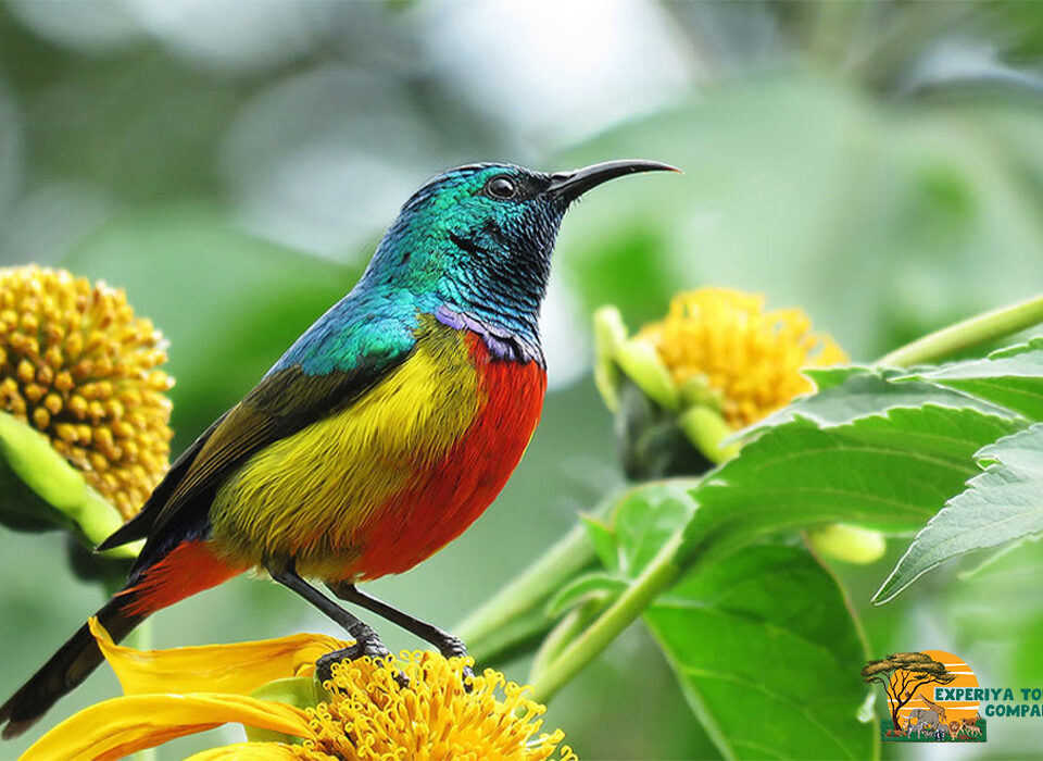Exploring the Karamba Birding Trail in Nyungwe Forest, Rwanda