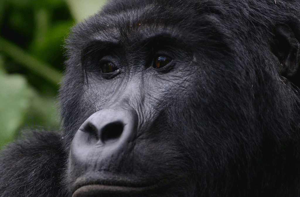 private gorilla trekking experience