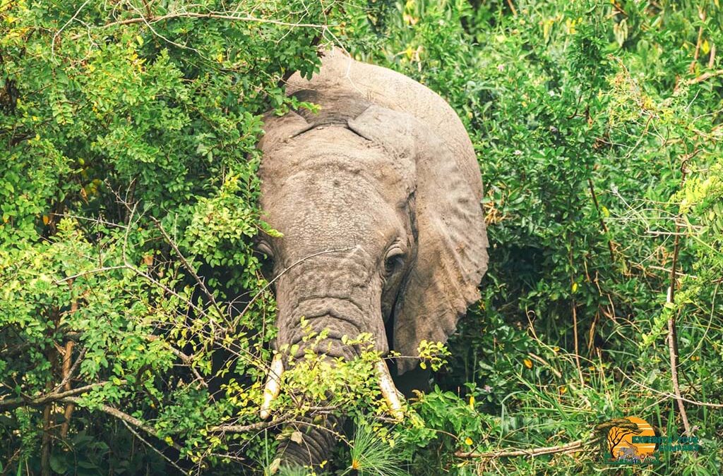 What to See and Do in Queen Elizabeth National Park