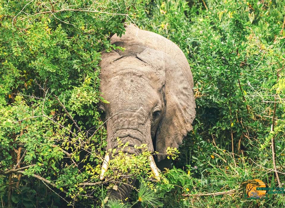 What to See and Do in Queen Elizabeth National Park