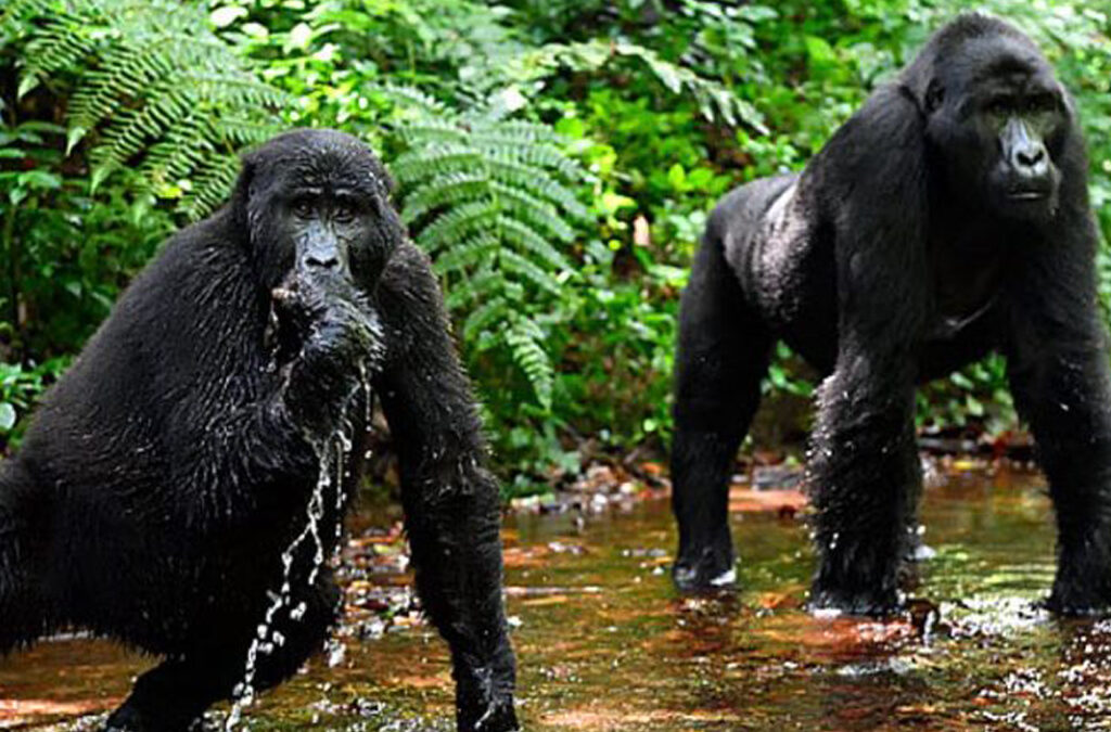 Which Sector in Bwindi Has Many Gorilla Families? A Complete Guide for Trekking Enthusiasts