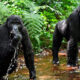 Which Sector in Bwindi Has Many Gorilla Families? A Complete Guide for Trekking Enthusiasts