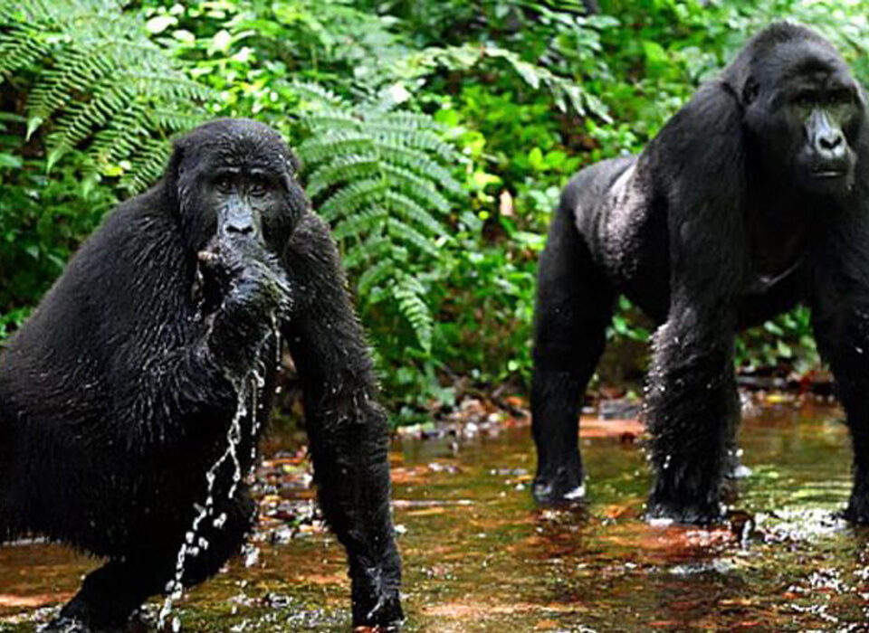 Which Sector in Bwindi Has Many Gorilla Families? A Complete Guide for Trekking Enthusiasts