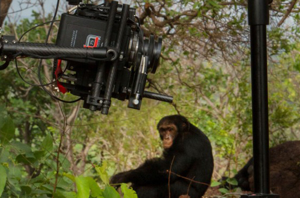 Primate Filming in Uganda