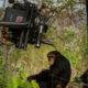 Primate Filming in Uganda