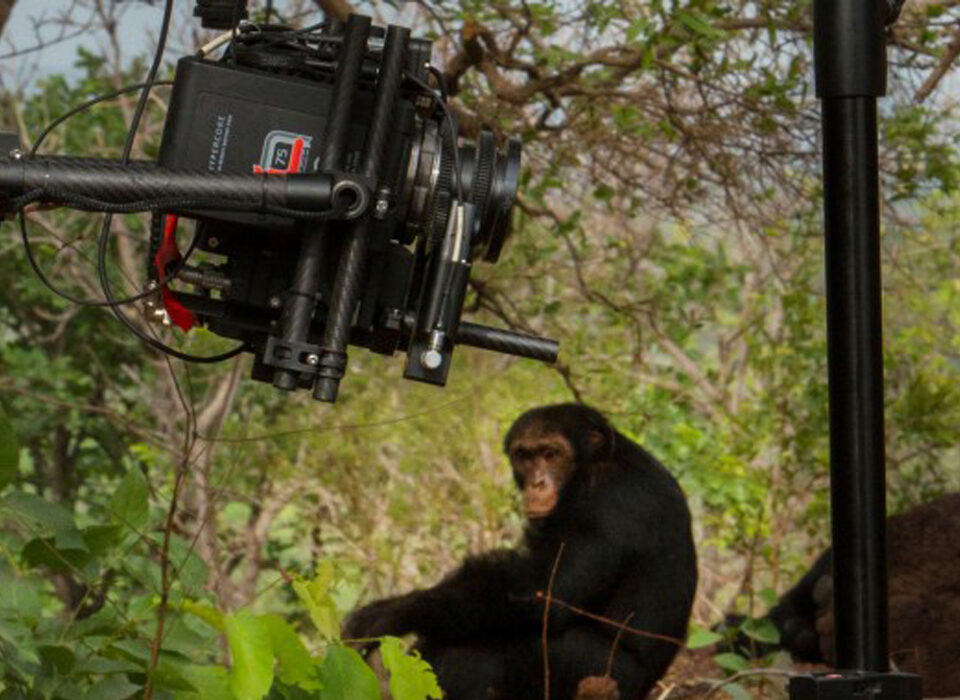 Primate Filming in Uganda