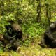 What to Know Before Chimpanzee Trekking in Nyungwe National Park