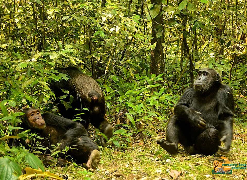 What to Know Before Chimpanzee Trekking in Nyungwe National Park