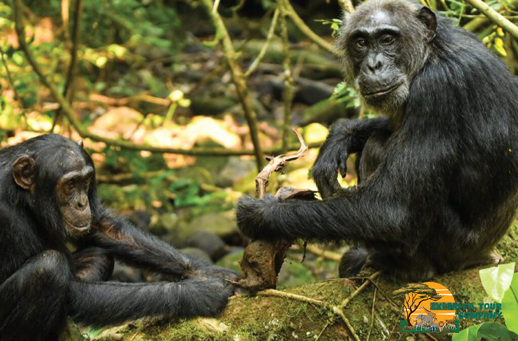 Protecting Chimpanzees for Tourism Development in Uganda