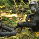 Protecting Chimpanzees for Tourism Development in Uganda