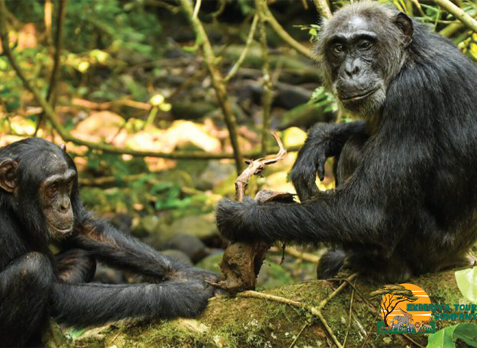 Protecting Chimpanzees for Tourism Development in Uganda
