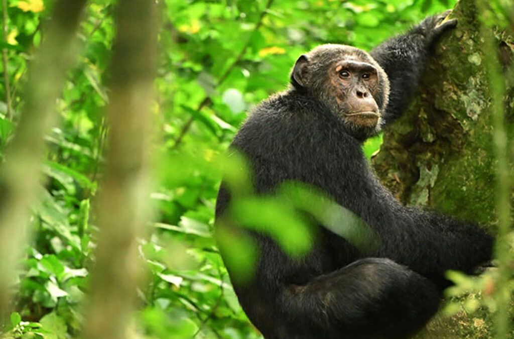 Combine chimpanzee tracking and gorilla trekking