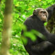 Combine chimpanzee tracking and gorilla trekking