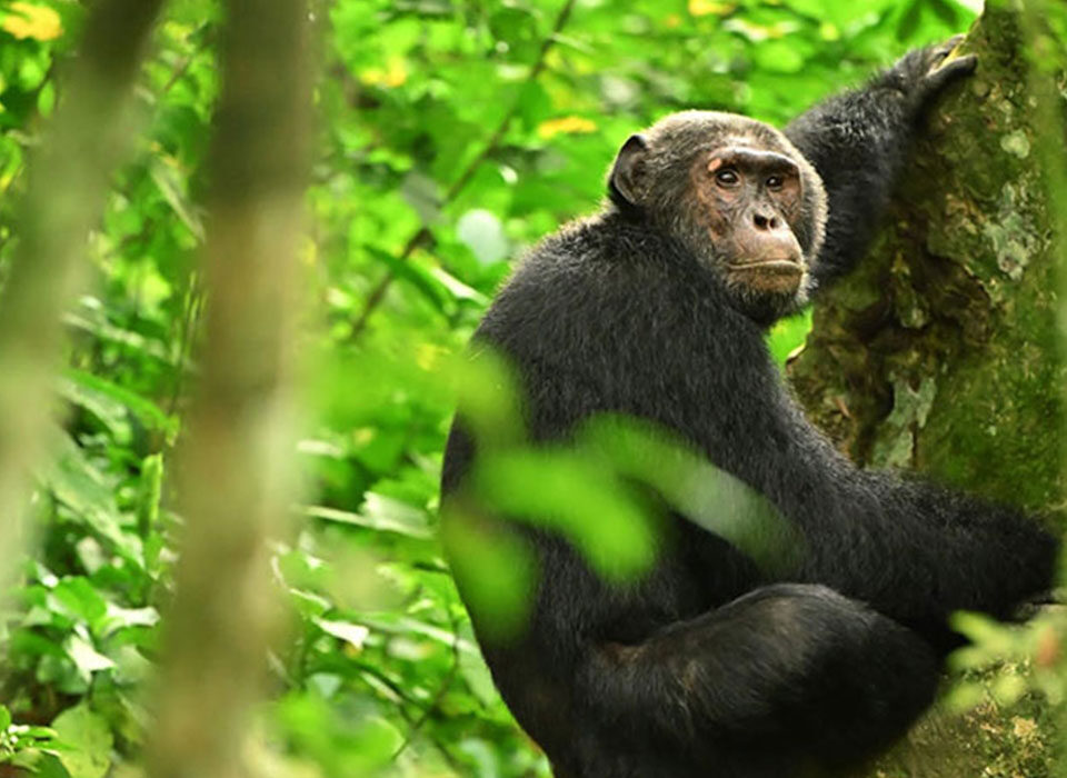 Combine chimpanzee tracking and gorilla trekking